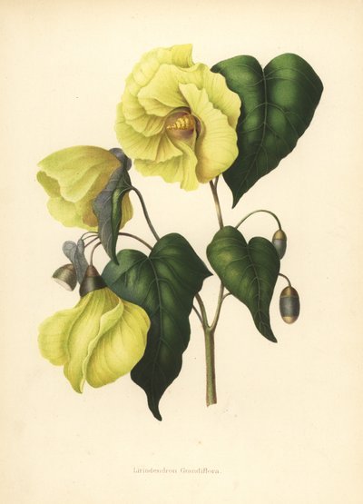 Magnolia Pterocarpa Extinct by Unknown